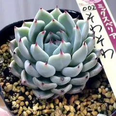 2026年最新】そわそわ ミックスベリアの人気アイテム - メルカリ