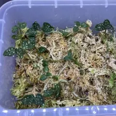 2025年最新】microchilus tridaxの人気アイテム - メルカリ