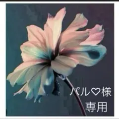 パル様　専用