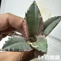 2026年最新】白鯨錦の人気アイテム - メルカリ