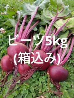 ビーツ(デトロイトダークレッド)　5kg(箱込み)のサムネイル