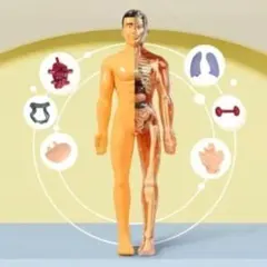 인체 모형 조립식 골격 내부 장기 모델 학습 인테리어
