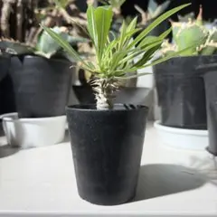 ホロンベンセ　塊根植物のサムネイル