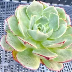 白鳳錦♡ 抜き苗 アエオニウム 多肉植物 - メルカリ
