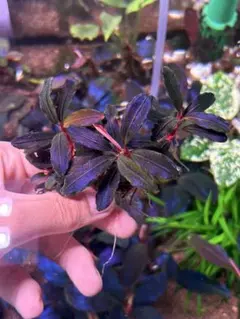 2026年最新】ブセファンドラの人気アイテム - メルカリ