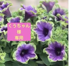希少】ペチュニア 万葉の美シリーズ 黒之瀬戸 ポット苗《4/22》 - メルカリ