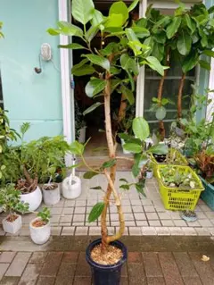 希少種❗フィカス・ジョイハート曲‼️ゴムの木観葉植物！幹太高さ115