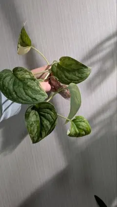 引越し大掃除★様 リクエスト 3点 まとめ商品