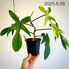 2025年最新】フィロデンドロン フロリダビューティーの人気