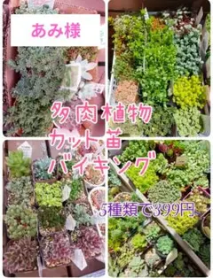 あみ様ご専用ページ❣️多肉植物カット苗 セダムバイキング ❣️