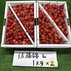 佐藤錦 2Lサイズ 1kg 手並べ ◎本日おすすめ品 限定1箱 - メルカリ