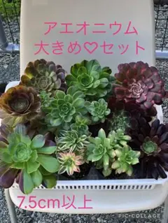 艶兎‪⿻*.出品‼️アエオニウム　抜き苗　メルカリ便 2026年最新】アエオニウム セットの人気アイテム - メルカリ