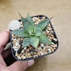 2025年最新】フィリフェラ イシスメンシスの人気アイテム - メルカリ