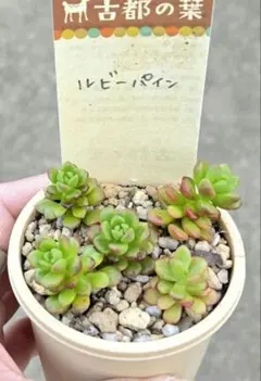 Mii♡˖꒰ᵕ༚ᵕ⑅꒱様 リクエスト 2点 まとめ商品