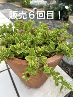 リクエスト商品