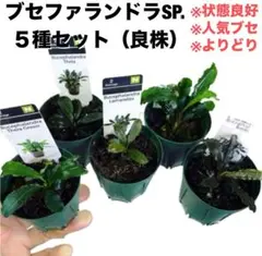 即購入OK‼️ブセファランドラ 超大量セット12ポット分 タグ付き❗️ 即購入OK‼️ブセファランドラ 超大量セット12ポット分 タグ付き