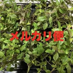 ●タイムセール　6個セット　ボリュームもりもり　ベロニカ　オックスフォードブルーのサムネイル