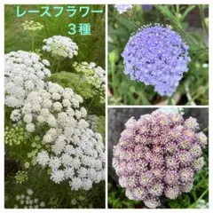 レースフラワーの種 3種 花の種のサムネイル