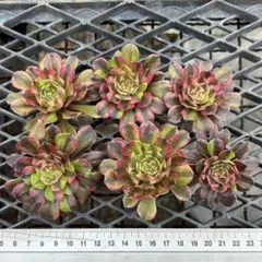 人気 アエオニウム 拔き苗 12#多肉植物アエオニウム錦❤️花顏ピンクディジー❤️22頭33cm カット苗セット 極上錦 6苗 蛍火花顔ピンクディジー アエオニウム