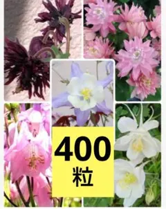 色々なオダマキの種6種類　色々MIX　たっぷり約400粒のサムネイル