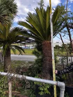 2026年最新】ソテツ 引き取りの人気アイテム - メルカリ