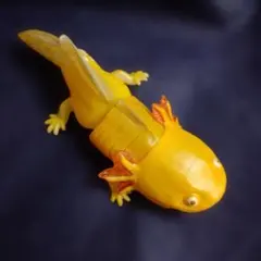 大図鑑レプティ メキシコサラマンダー　ウーパールーパー　オオサンショウウオ