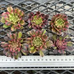 2026年最新】観葉植物 アエオニウムの人気アイテム - メルカリ