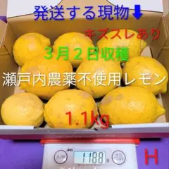 H ３月２日収穫 新鮮！瀬戸内の農薬不使用レモン　キズスレあり
