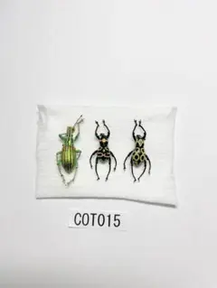 フィリピンのカタゾウムシ 昆虫標本 - メルカリ