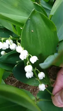 エゾスズラン 白い花 春に開花　３０株 エゾスズラン 白い花 春に開花 30株 - メルカリ