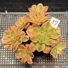 77#観葉植物アエオニウム 錦❤️ グリーンメデューサセッカ❤️10cm 拔