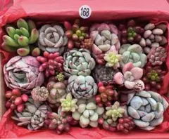 【167】多肉植物 カット苗詰め合わせ 寄せ植えセット■感謝SALE■