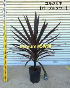 Mayumi様専用商品　コルジリネ【パープルタワー】(紫ドラセナ)