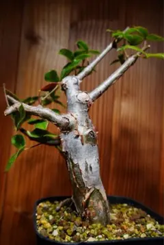 コミフォラ・エミニー (Commiphora eminii) 塊根 コーデックス - メルカリ