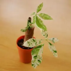 2025年最新】パキラ ミルキーウェイ 実生の人気アイテム - メルカリ