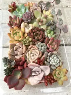 多肉植物カット苗詰め合わせセット