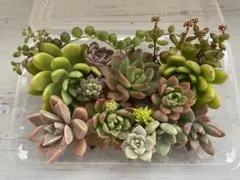 shtm1978様 リクエスト 2点 まとめ商品