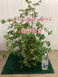 ドット 様用④ジャボチカバ 花芽付❗️耐寒性・四季咲大葉系 - メルカリ