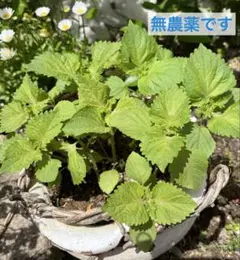 黒兎 ※おまとめ希望の方は直接コメントで様 リクエスト 2点 まとめ商品