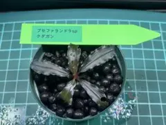 2026年最新】ブセファランドラ クダガンの人気アイテム - メルカリ