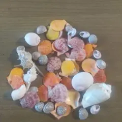 カラフルな貝殻セット
