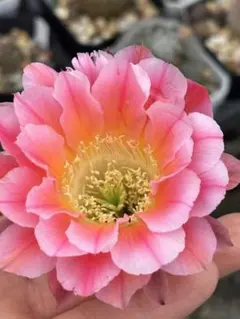 54-流金 新品種花サボテン エキノプシス属 群開花 複色咲 カキコ