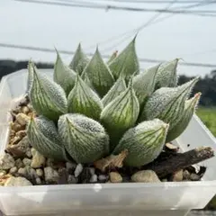 多肉植物　ハオルチア　Giant White Fox 鉢のままのサムネイル