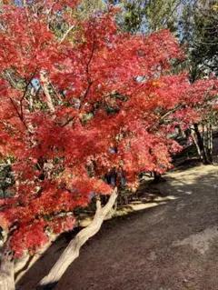 嵐グッズまとめ