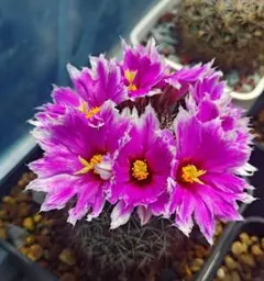 コ*！様 64-雫金蝦 自根苗 花サボテン エキノケレウス属 カキコ 群開花
