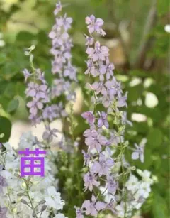 ラークスパー 3苗 - メルカリ