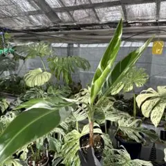 値下げ❗️大型チャメドレアヤシ 高さ160センチ 引取り歓迎 久喜市