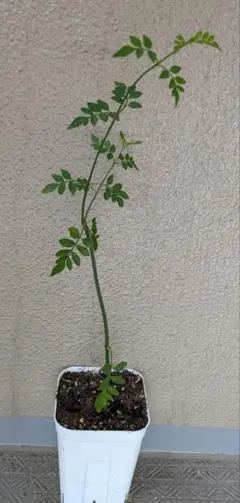 薔薇 キングローズ つるバラ 2025年分 挿し木 根付き・抜き苗 - メルカリ