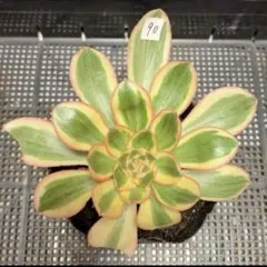 30#観葉植物ア工オニウム錦❤️レッド富士❤️青花磁 ❤️1大頭3子芽