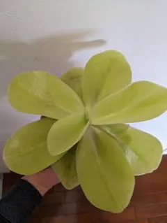 食虫植物 ムシトリスミレギガンテア ピンギキュラ 観葉植物のサムネイル
